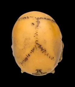 Totenkopf Mini - Lapillus Worry Skull -Figuren Deko Verkauf 2D FS25621 Totenkopf mini Lapillus Worry Skull 3 1280x1280