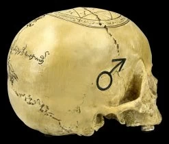 Totenkopf Witchcraft Skull -Figuren Deko Verkauf ML4475 Totenkopf Witchcraft Skull 8 1280x1280