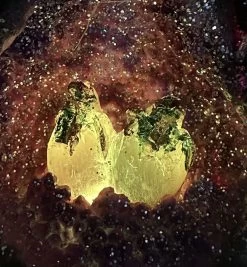 Drachenfigur Bunt - Wächter Der Brut -Figuren Deko Verkauf W chter der Brut 1280x1280